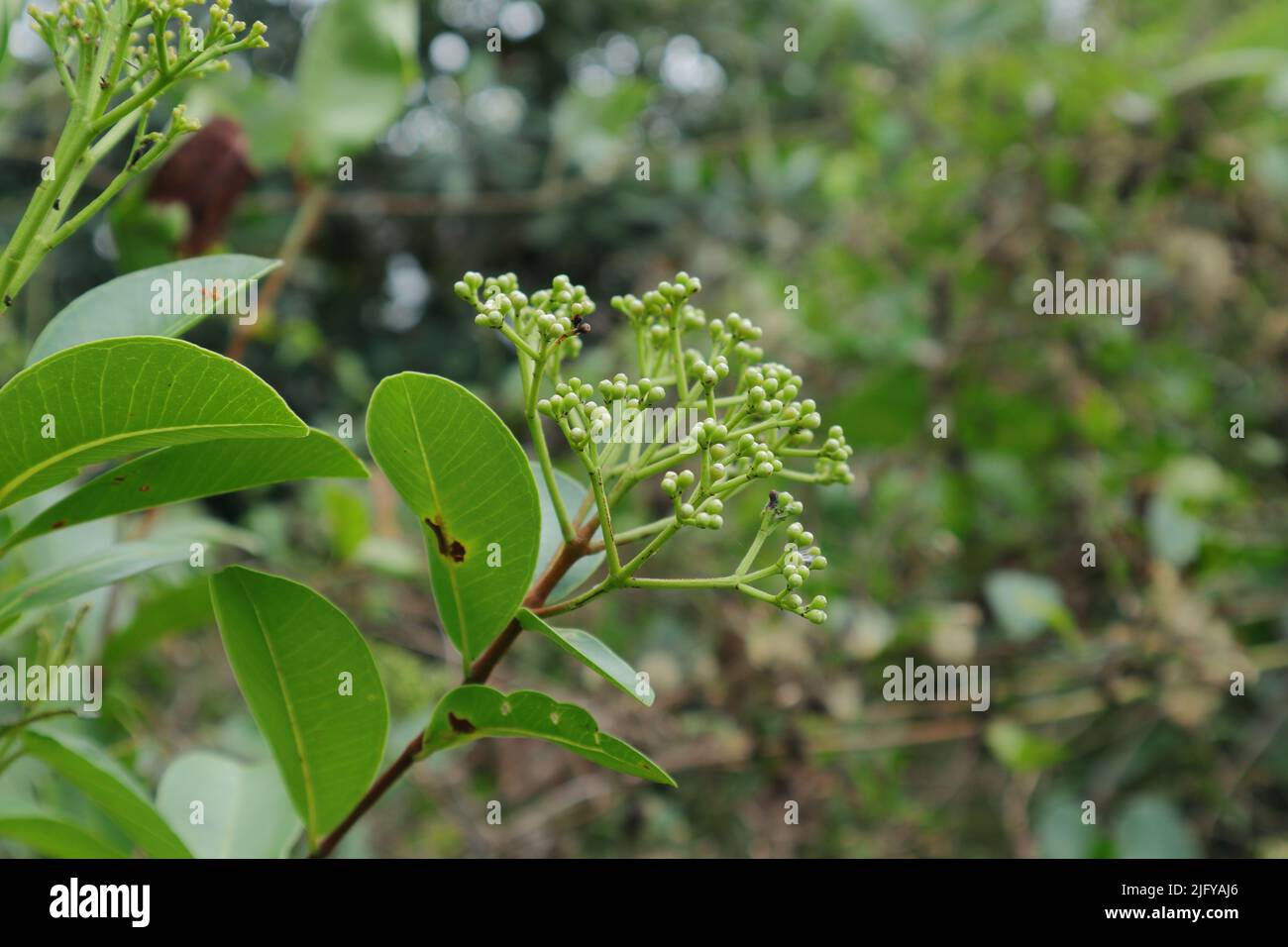 Floral bouquet ready to bloom from Syzygium Caryophyllatum buds with leaves. Stock Photo