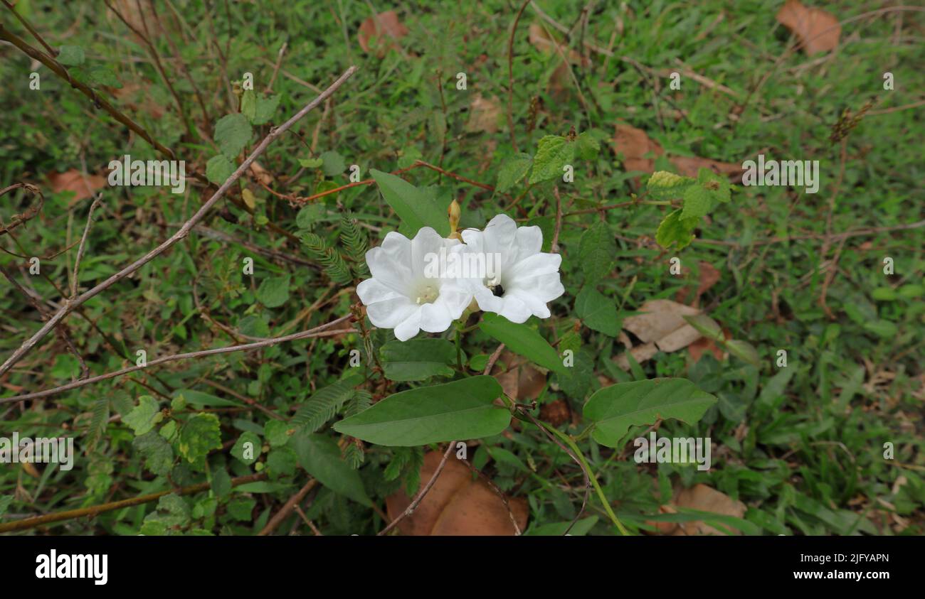 Two white flowers of Indian Jalap or transparent wood rose (Operculina turpethum) vine's and a bee pollinates one flower Stock Photo