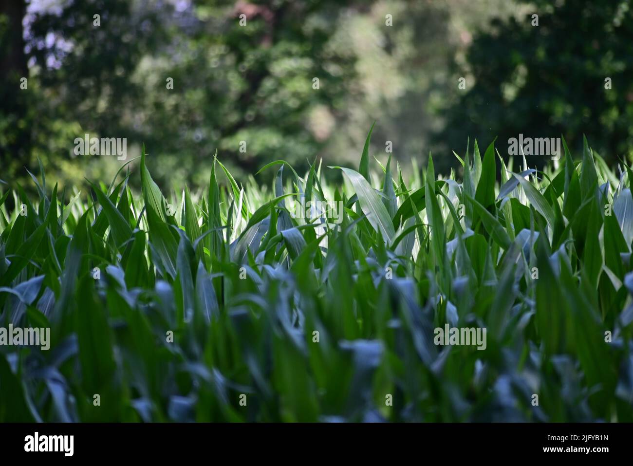 Cornfield with growing plants surrounded by trees Stock Photo