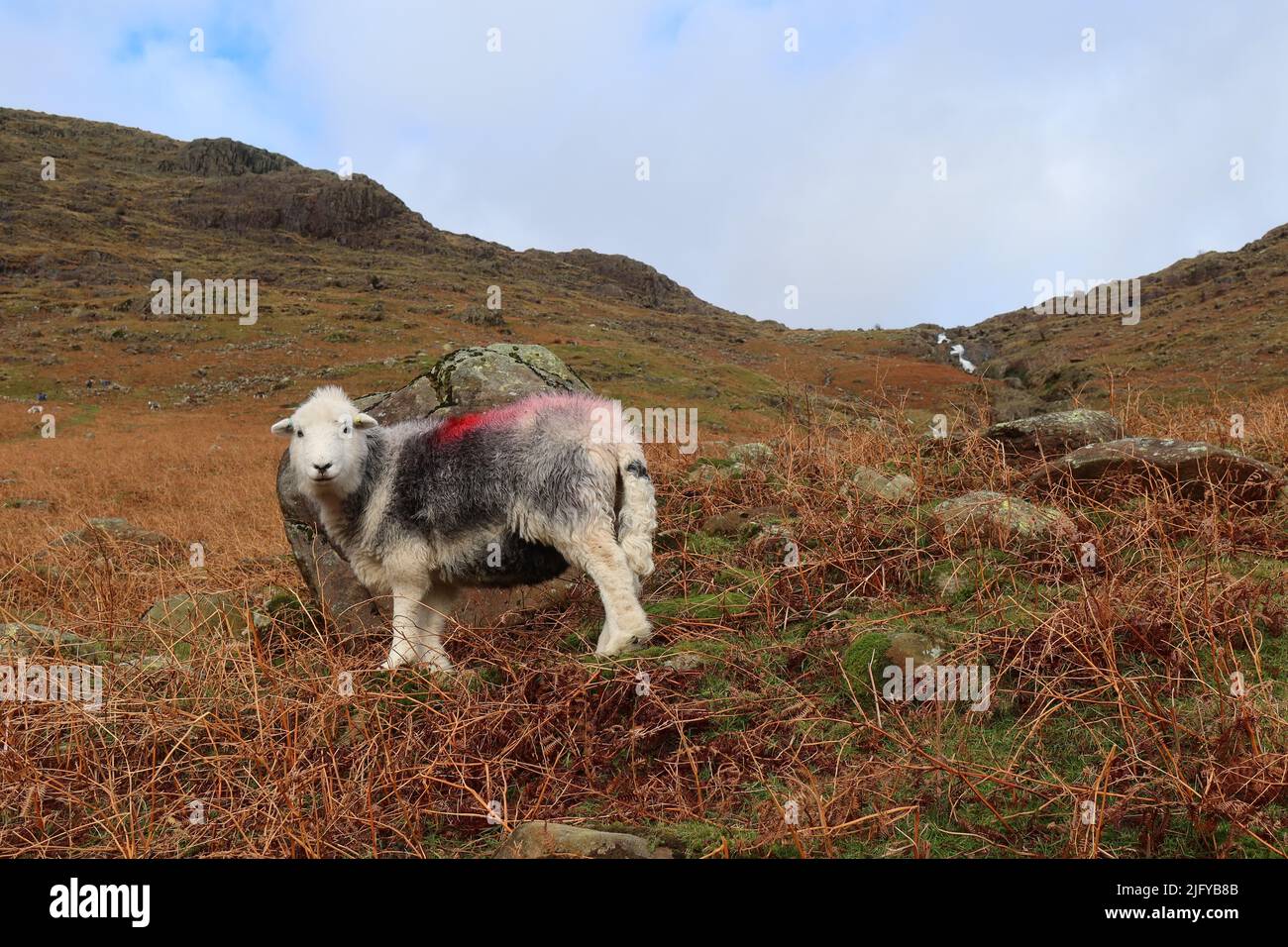 Herdwick sheep. The Cumbria Way Longdistance trail. Lake district
