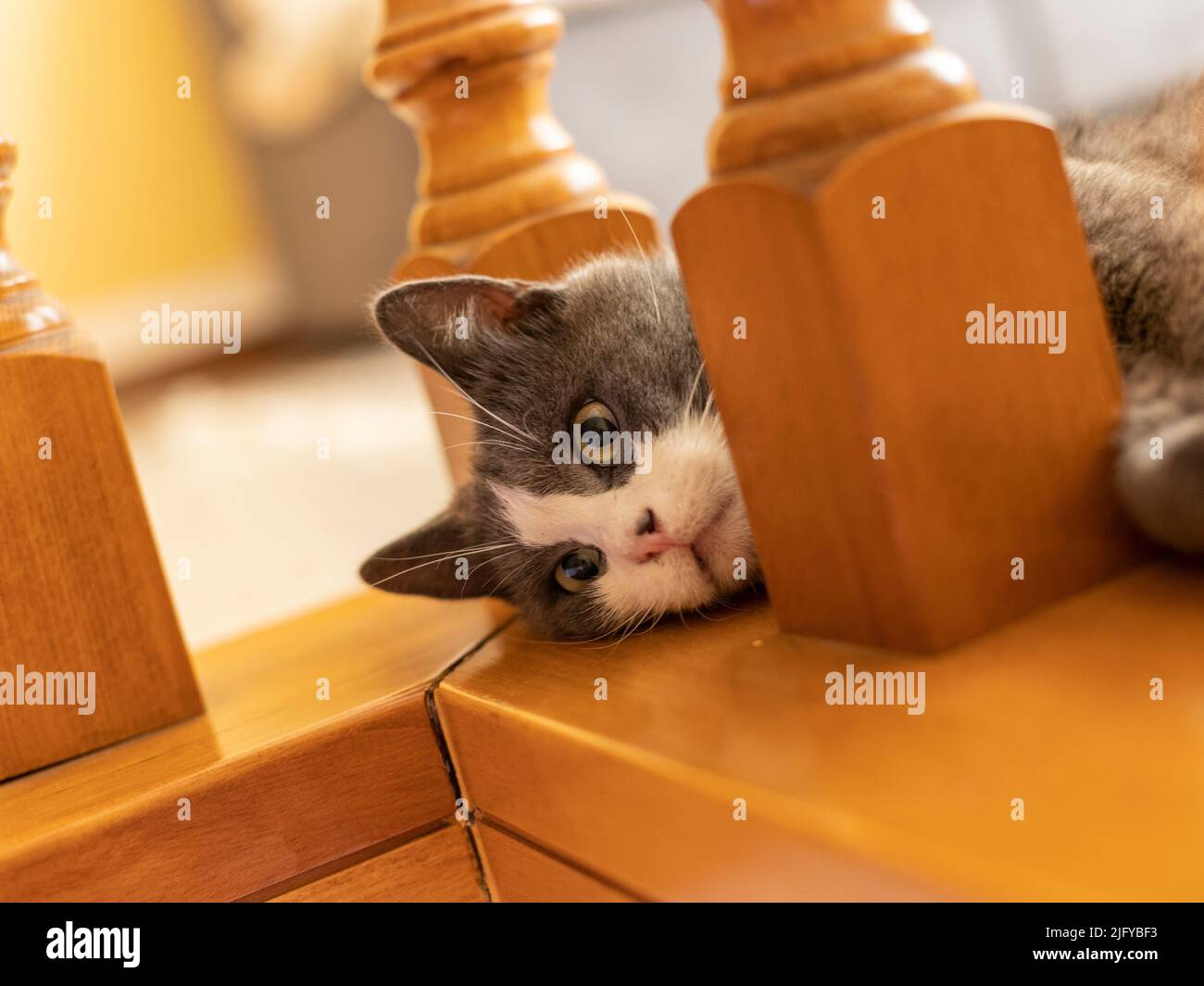 Domestic cat at home playful and cute Stock Photo Alamy