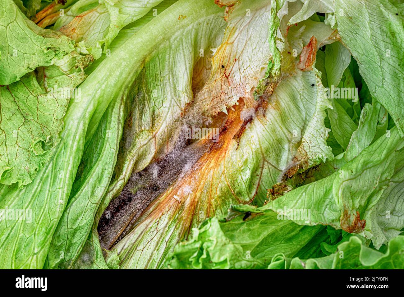 greens cabbage leaf with mold and fungus. A spoiled natural product. Protection of agricultural crops Stock Photo