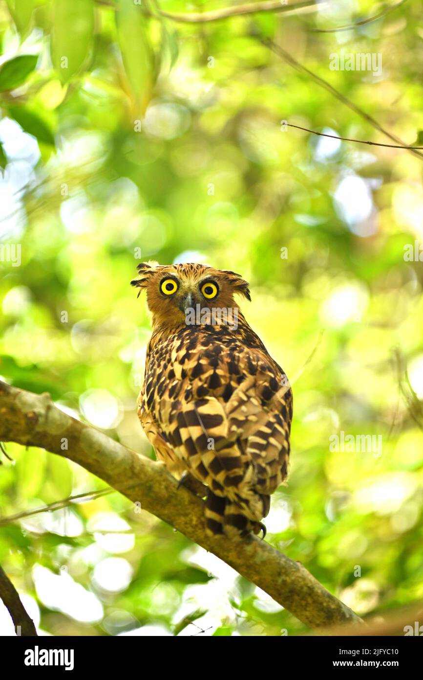A buffy fish owl (Ketupa ketupu), generally known as a nocturnal species, is seen on daylight in Way Kambas National Park, Labuhan Ratu, East Lampung, Lampung, Indonesia. Owls have evolved several features that leave them well suited in hunting prey in the dark, making them as the only birds with a nocturnal, predatory lifestyle, according to Casey McGrath in a paper published in Genome Biology and Evolution volume 12, October 2020. Stock Photo