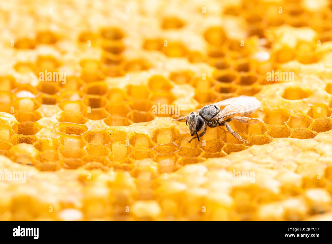 Macro group of bees on honeycomb studio shoot. Food or nature concept Stock Photo