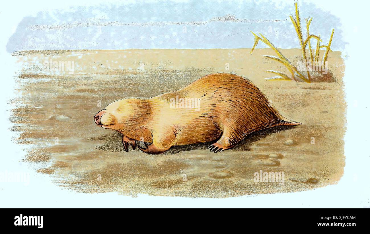 Marsupial mole hi-res stock photography and images - Alamy