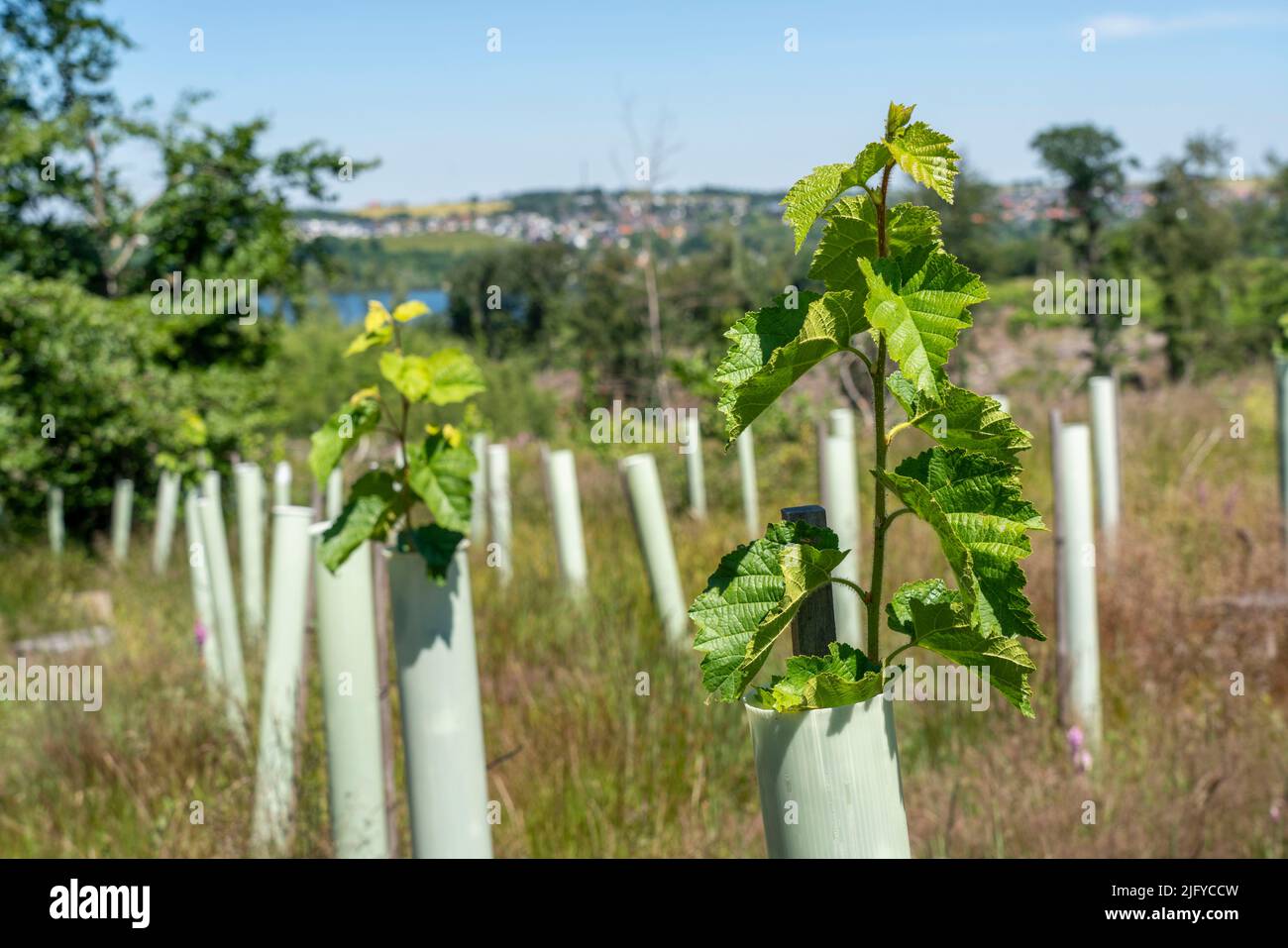 Reforestation in the Arnsberg forest above the Möhnesee, district of Soest, tubes as browsing protection, to protect against wildlife, on the site of Stock Photo