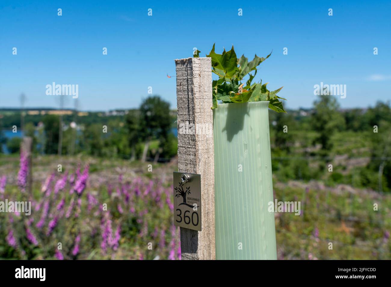 Reforestation in the Arnsberg forest above the Möhnesee, district of Soest, tubes as browsing protection, to protect against wildlife, on the site of Stock Photo