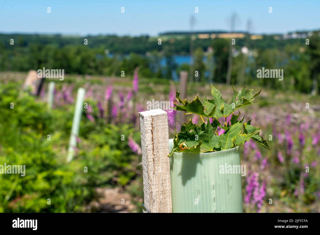 Reforestation in the Arnsberg forest above the Möhnesee, district of Soest, tubes as browsing protection, to protect against wildlife, on the site of Stock Photo