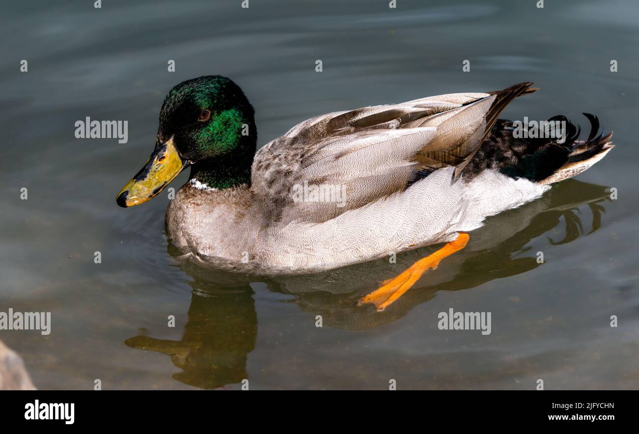 Photogenic duck with beautiful green color head, sitting on the crystal clear lake from the park in March month. Stock Photo