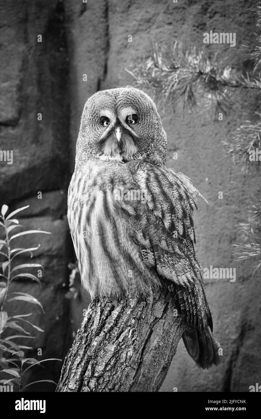 a sparrow owl on a tree trunk. the gaze is directed at the viewer. beautiful plumage and bright eyes Stock Photo
