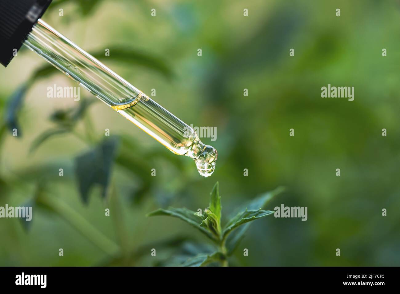 Mint essential oil dripping from pipette. Aromatherapy, spa, massage