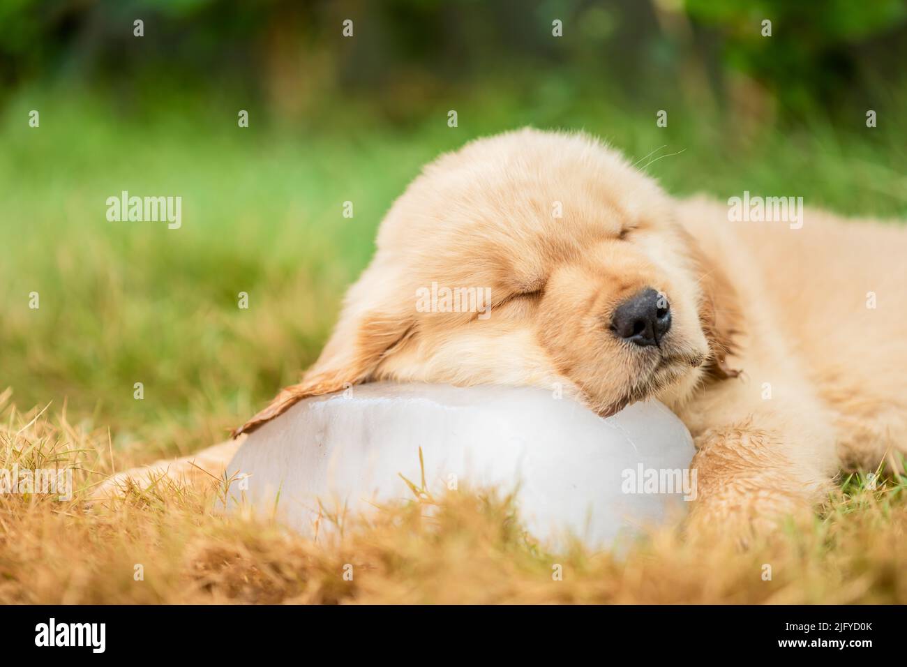 Little cute puppy (Golden Retriever) sleeping on the ice cube in the garden. Animal in summer season concept Stock Photo