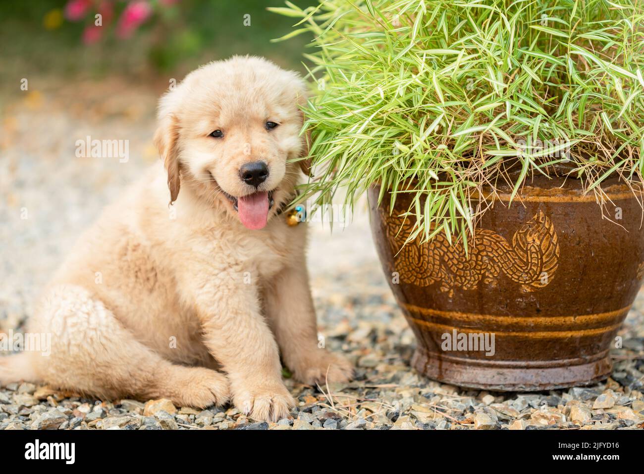 Little cute puppy (Golden Retriever) eating small bamboo plants or