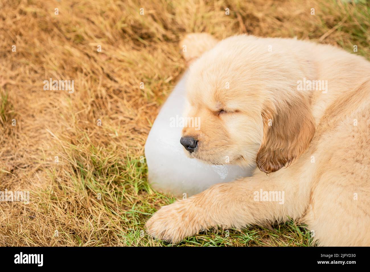Little cute puppy (Golden Retriever) sleeping on the ice cube in the garden. Animal in summer season concept Stock Photo
