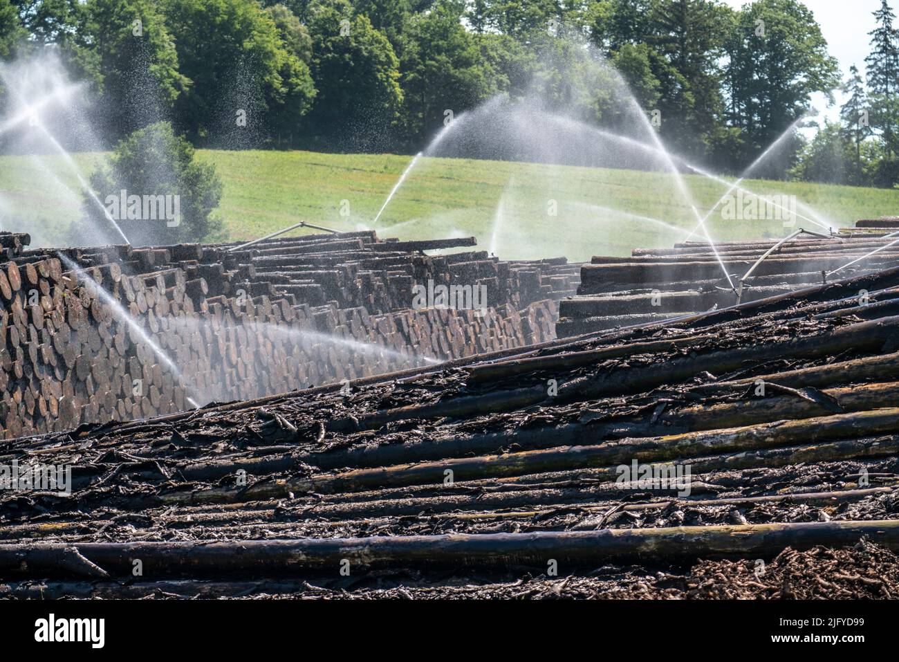 Wet wood storage of a sawmill, timber that is stored for a longer