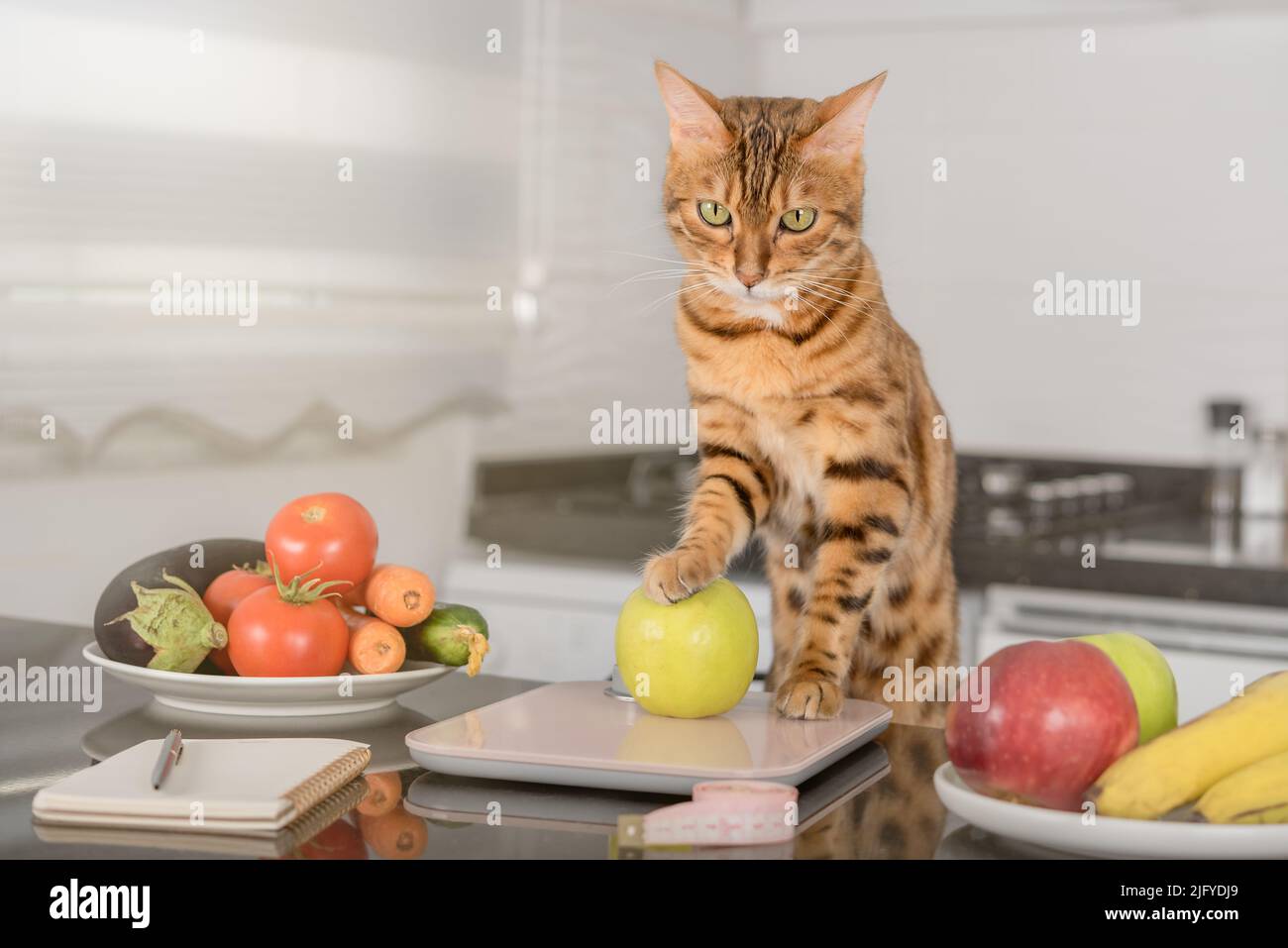 Bengal cat weighs an apple on a kitchen scale. Calorie counting for weight control. Stock Photo