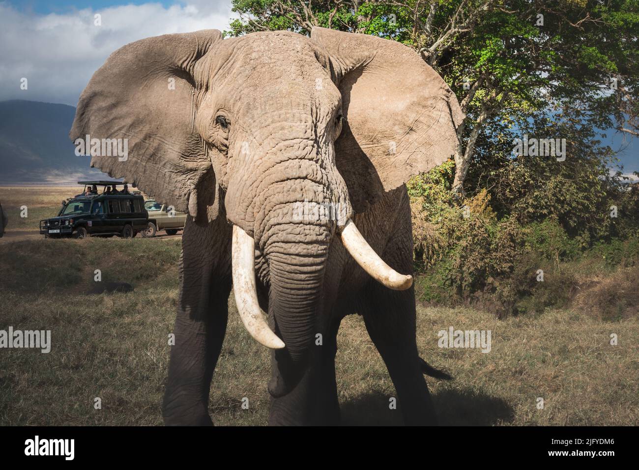Isolated large adult male elephant (Elephantidae) and wildlife safari jeeps at grassland conservation area of Ngorongoro crater. Tanzania. Africa Stock Photo