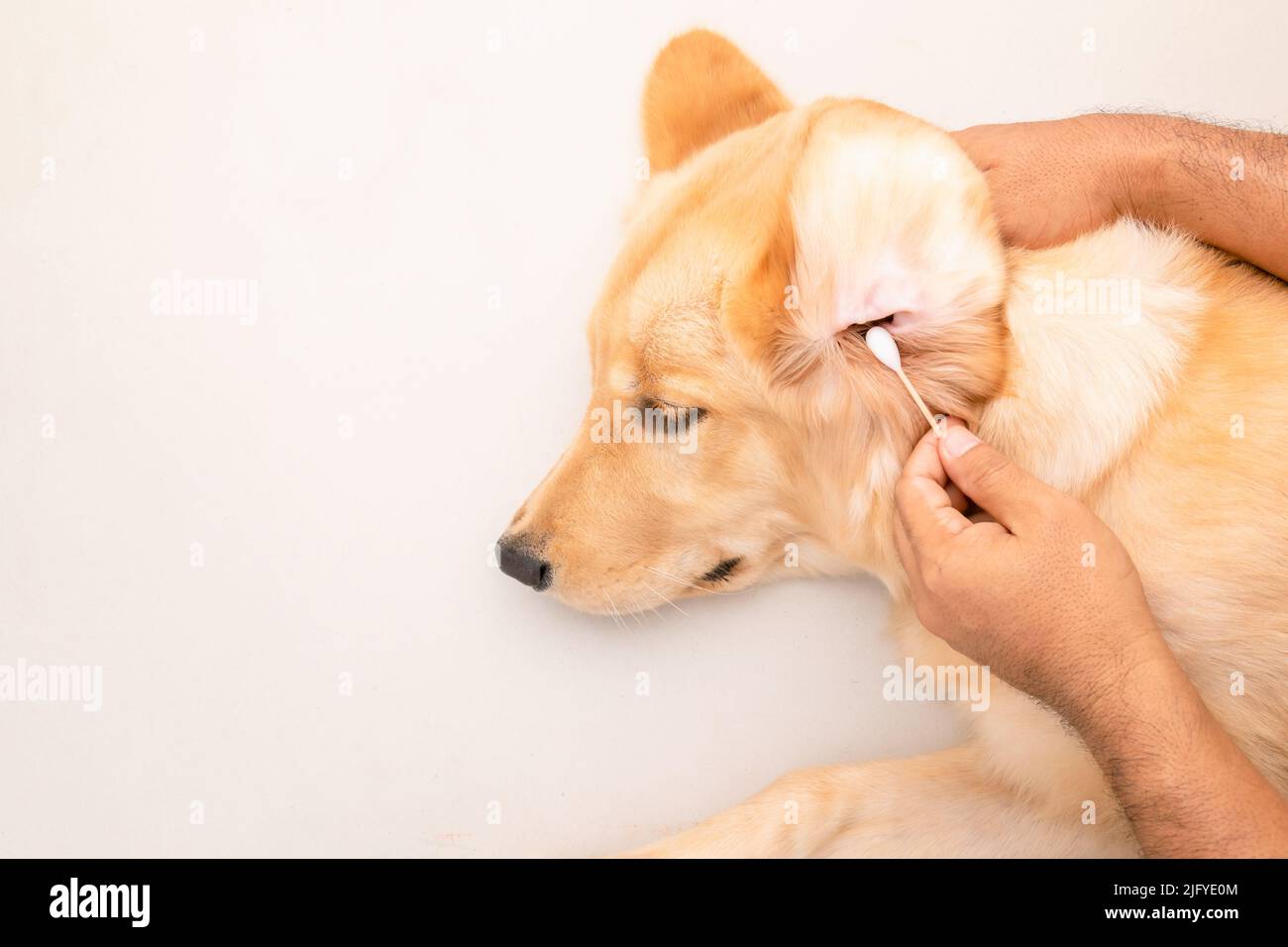 Dog ear cleaning. Man using white cotton bud to cleaning dog ear. Top