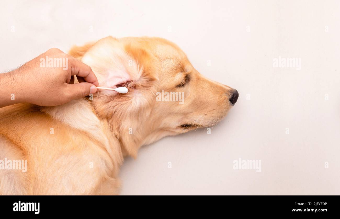 Dog ear cleaning. Man using white cotton bud to cleaning dog ear. Top