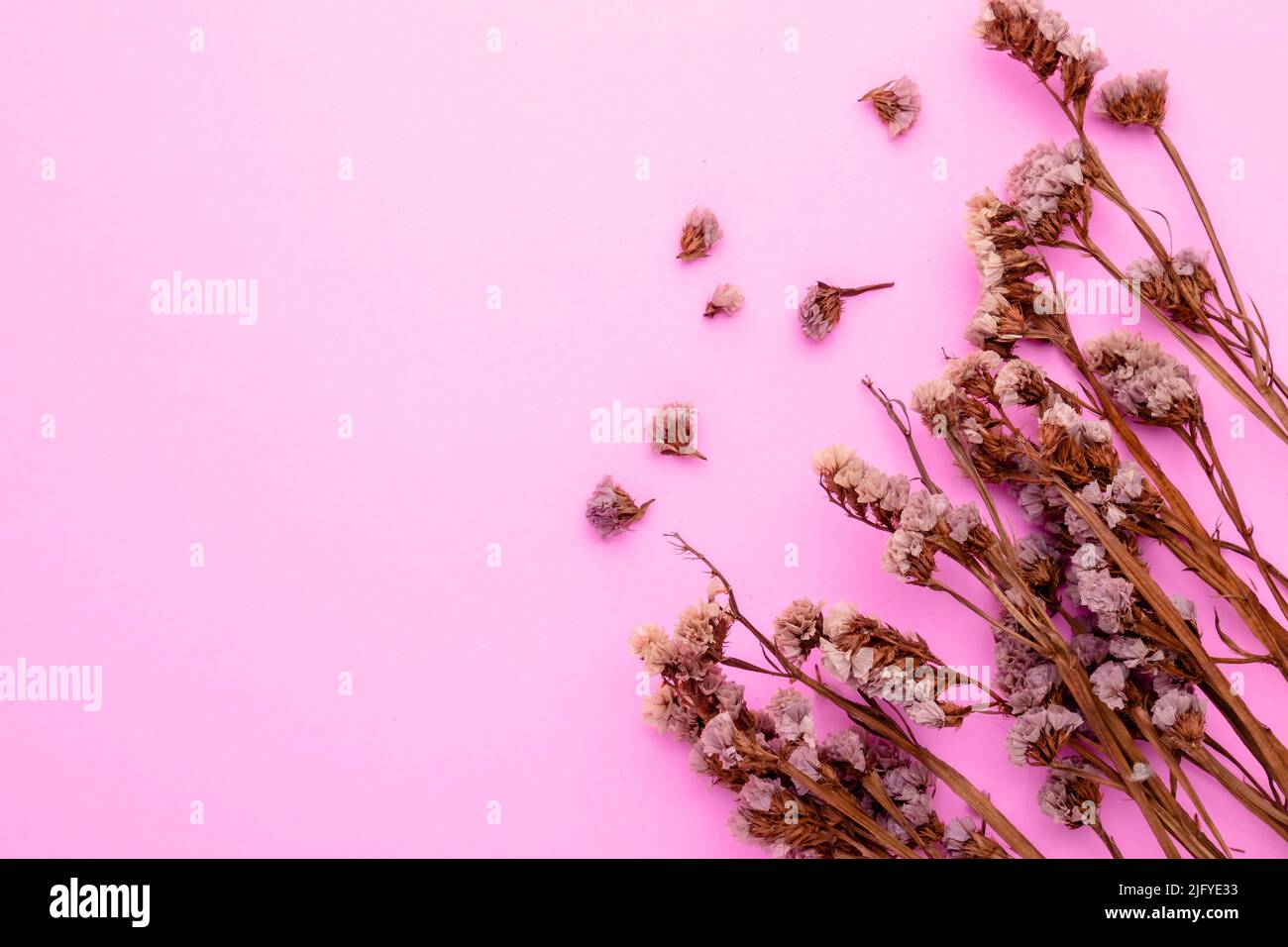 Top view dry color grass flower for interior decoration on pink background. Studio shot with copy space for test or design Stock Photo