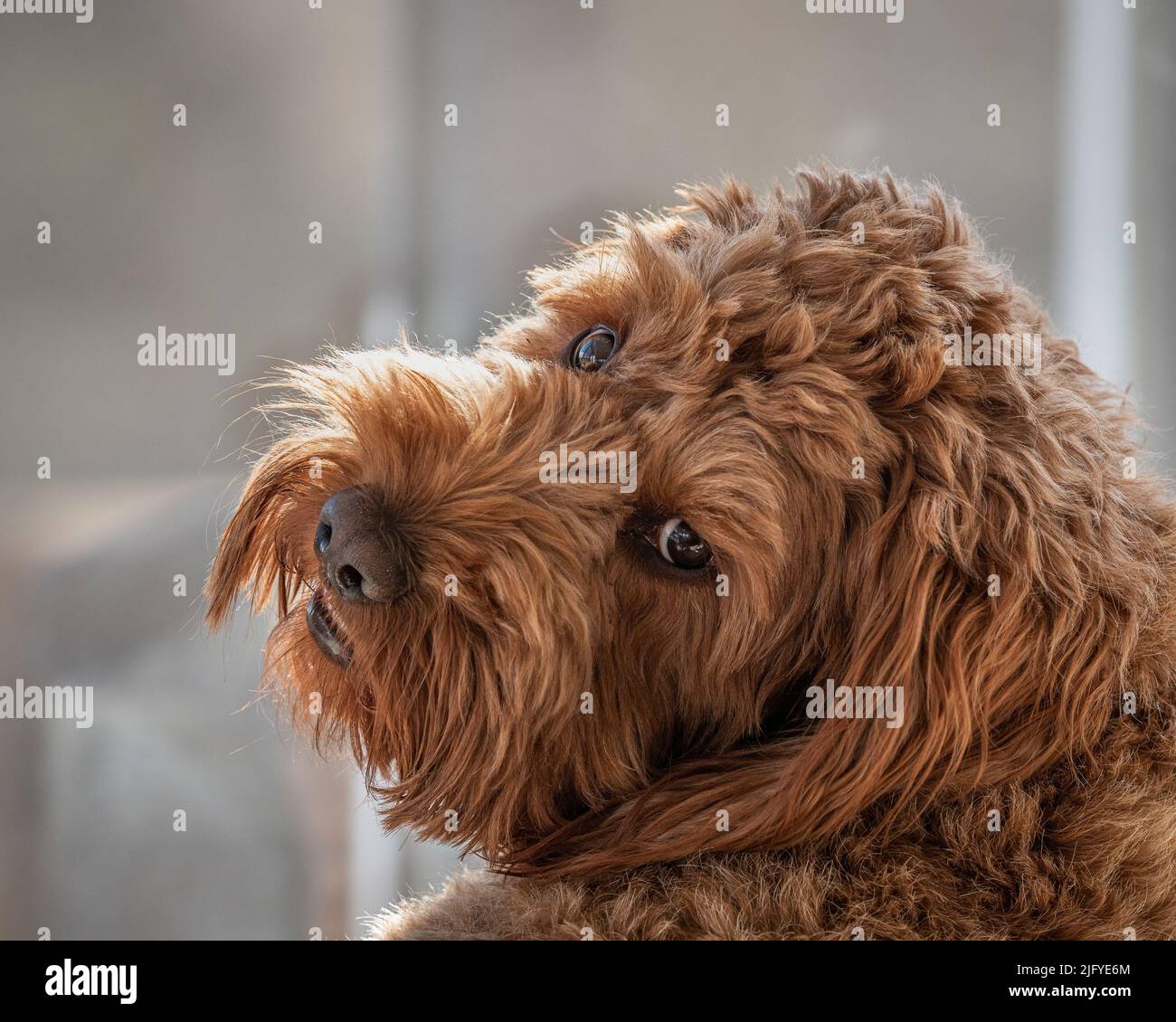 A red cockapoo looking backwards over his shoulder towards the camera Stock Photo