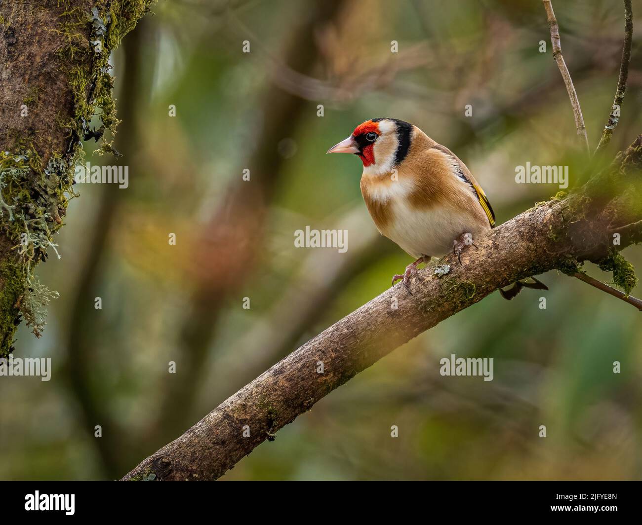 European goldfinch bird, (Carduelis carduelis), perched on a branch during Springtime Stock Photo