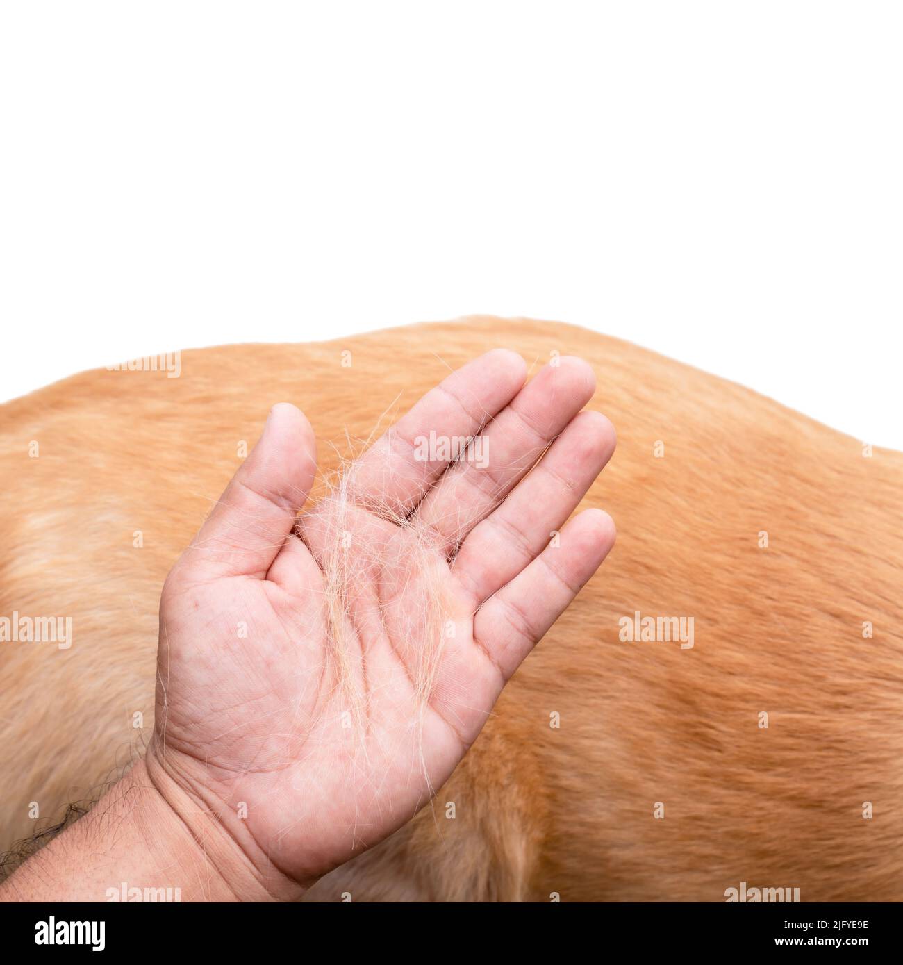 Dog has been losing fur concept. Top view hand holding fur or dog hair