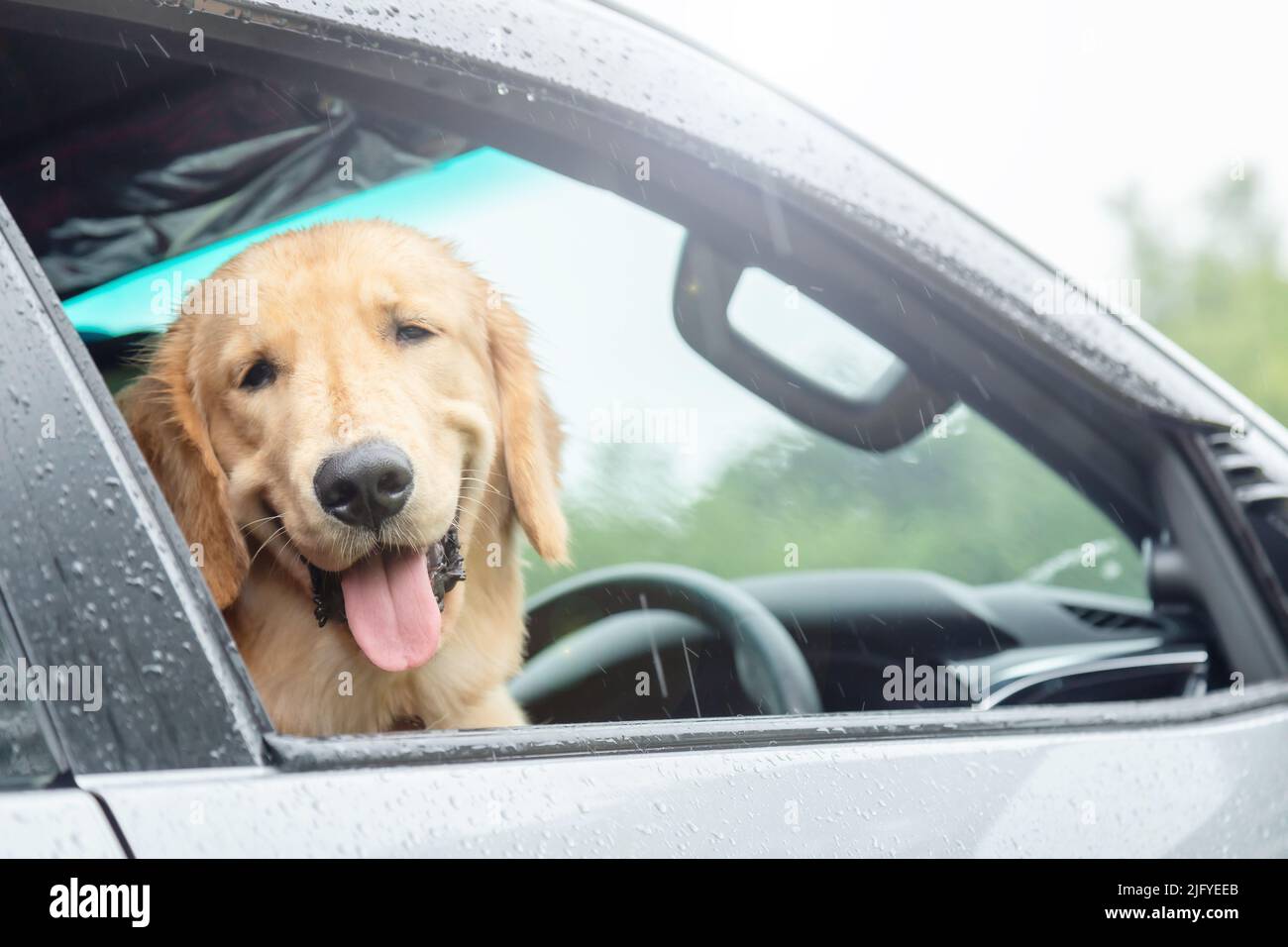 Brown dog (Golden Retriever) sitting in the car at the raining day