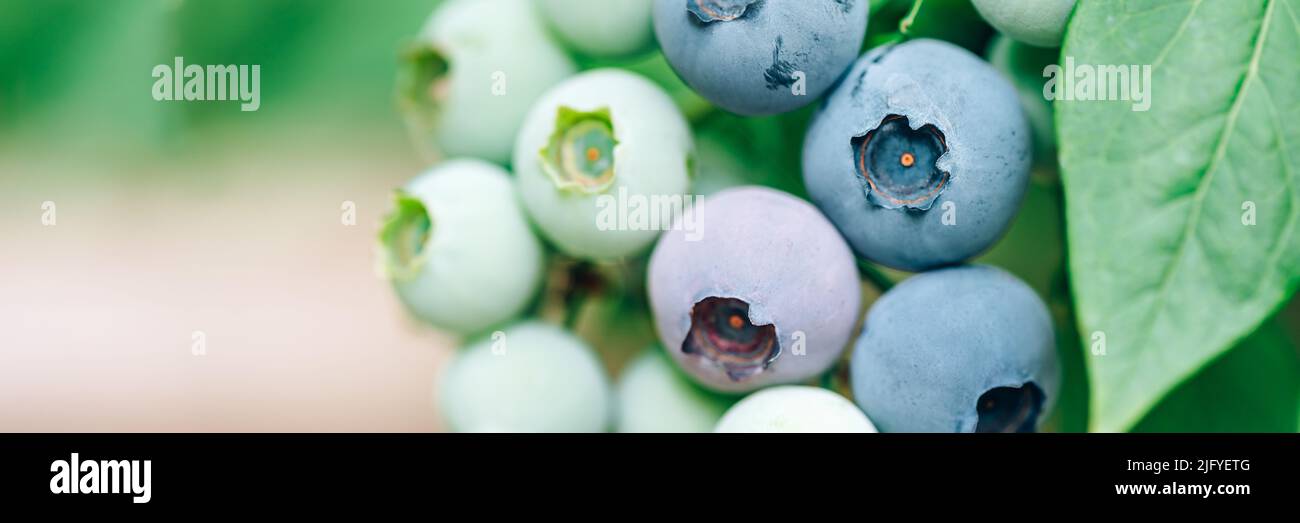 Fresh organic blueberries in garden Stock Photo Alamy