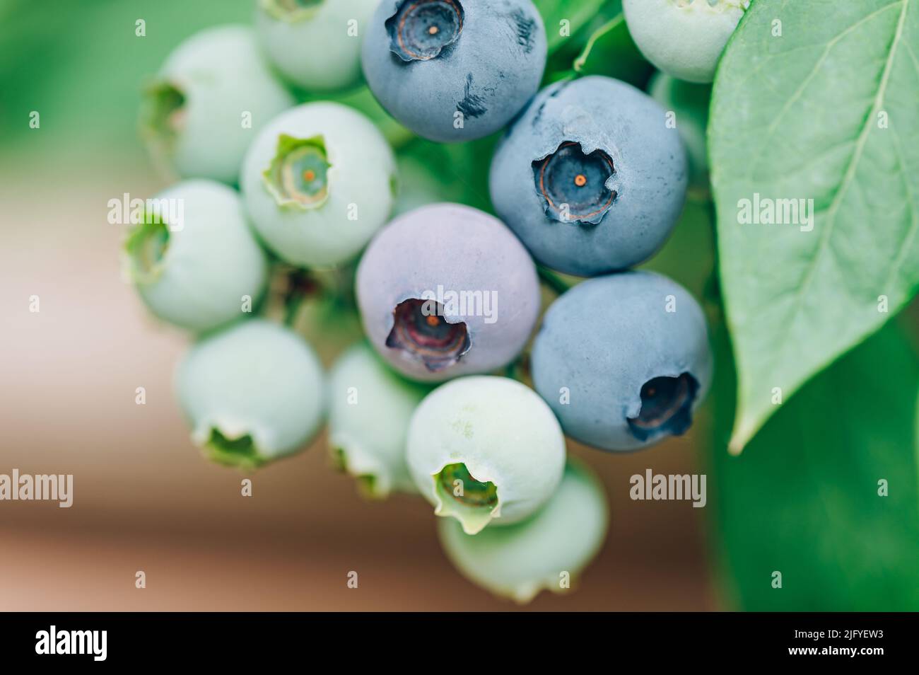 Fresh organic blueberries in garden Stock Photo Alamy