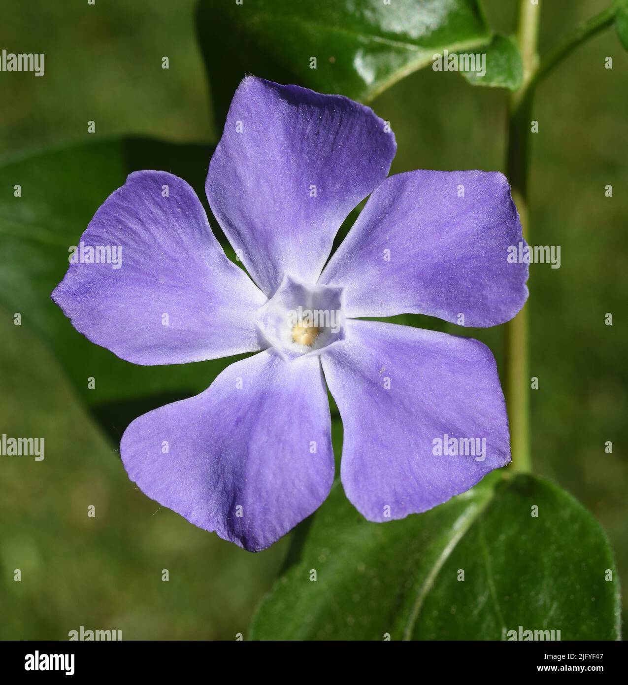 Immergruen, Vinca major, ist eine wichtige Heilpflanze mit blauen  Blueten und wird auch als Bodendecker verwendet. Periwinkle, Vinca major, is an imp Stock Photo