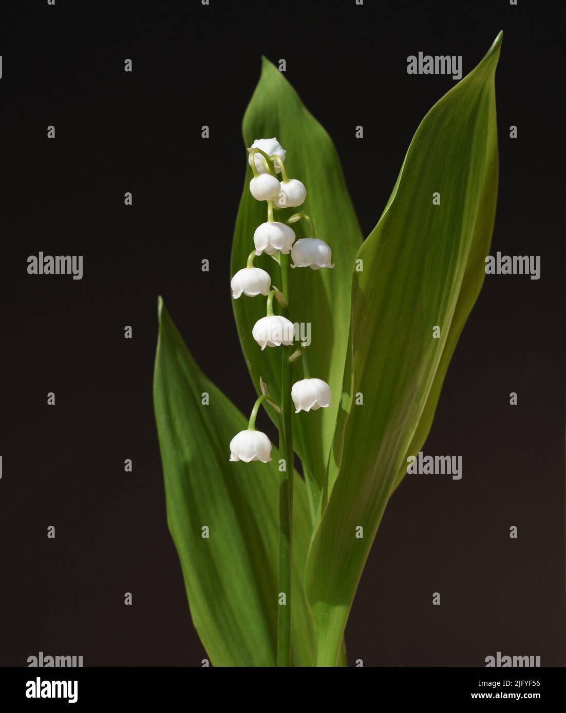 Maigloeckchen, Convallaria majalis hat weisse, Blueten. Sie ist eine Duft- und Giftpflanze und eine wichtige Heilpflanze, Lily-of-the-valley, Convalla Stock Photo