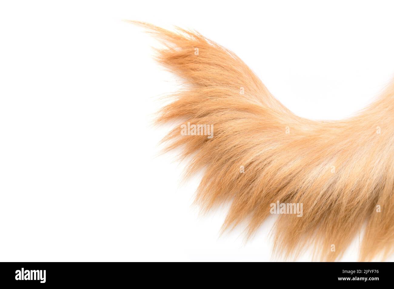 Close up brown dog tail (Golden Retriever) isolated on white background. Top view with copy space for text or design Stock Photo