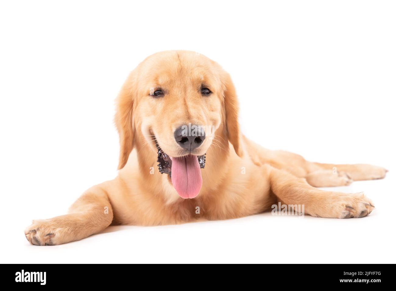 Portrait 7 months brown dog (Golden Retriever) isolated on white background. For animal concept Stock Photo