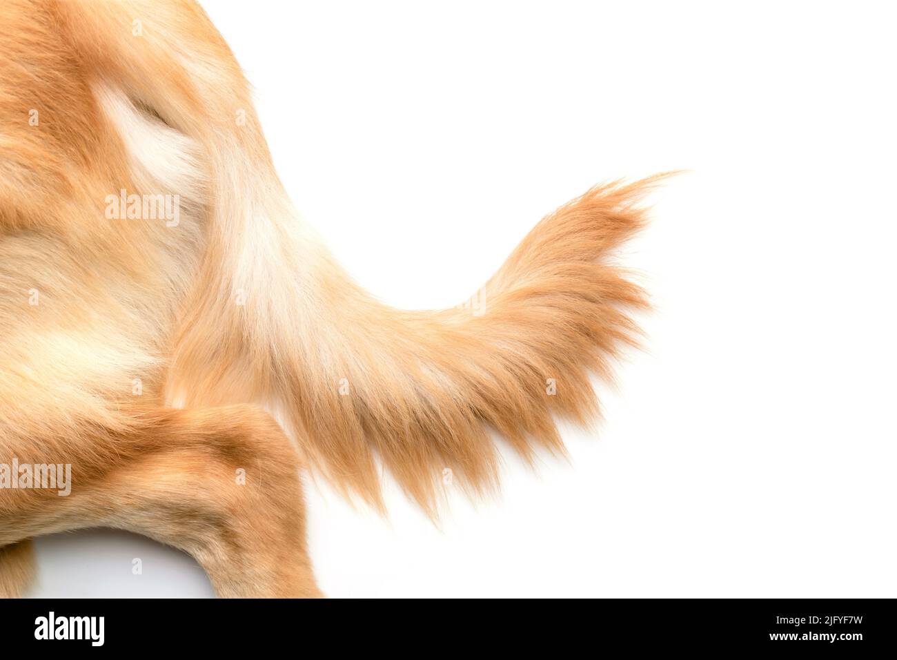 Close up brown dog tail (Golden Retriever) isolated on white background