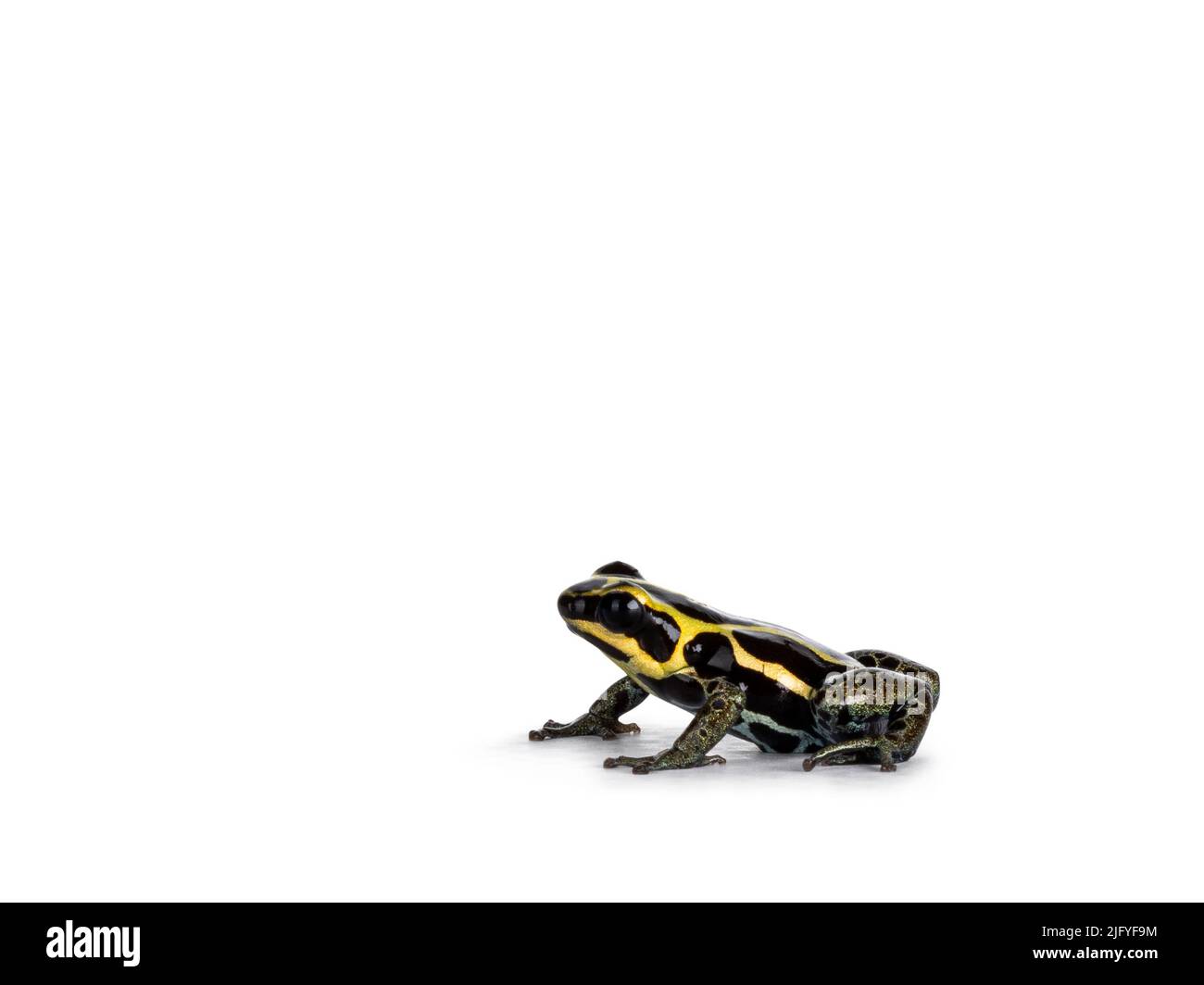 Tiny ranitomeya ventrimaculata aka reticulated poison frog sitting side ways. Isolated on a white background. Stock Photo