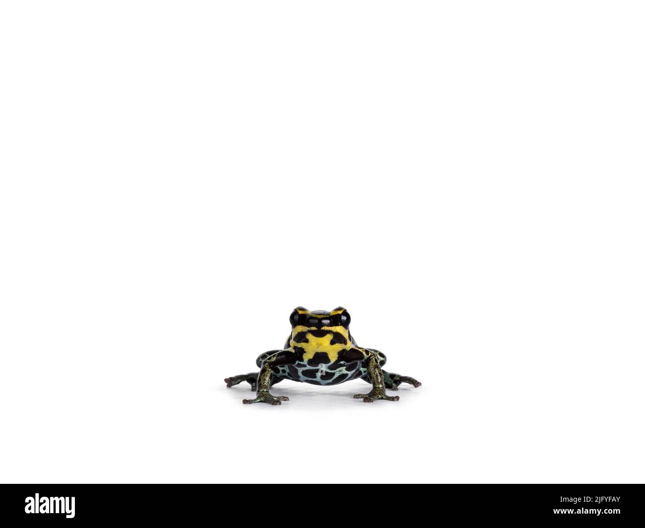 Tiny ranitomeya ventrimaculata aka reticulated poison frog sitting facing front. Isolated on a white background. Stock Photo