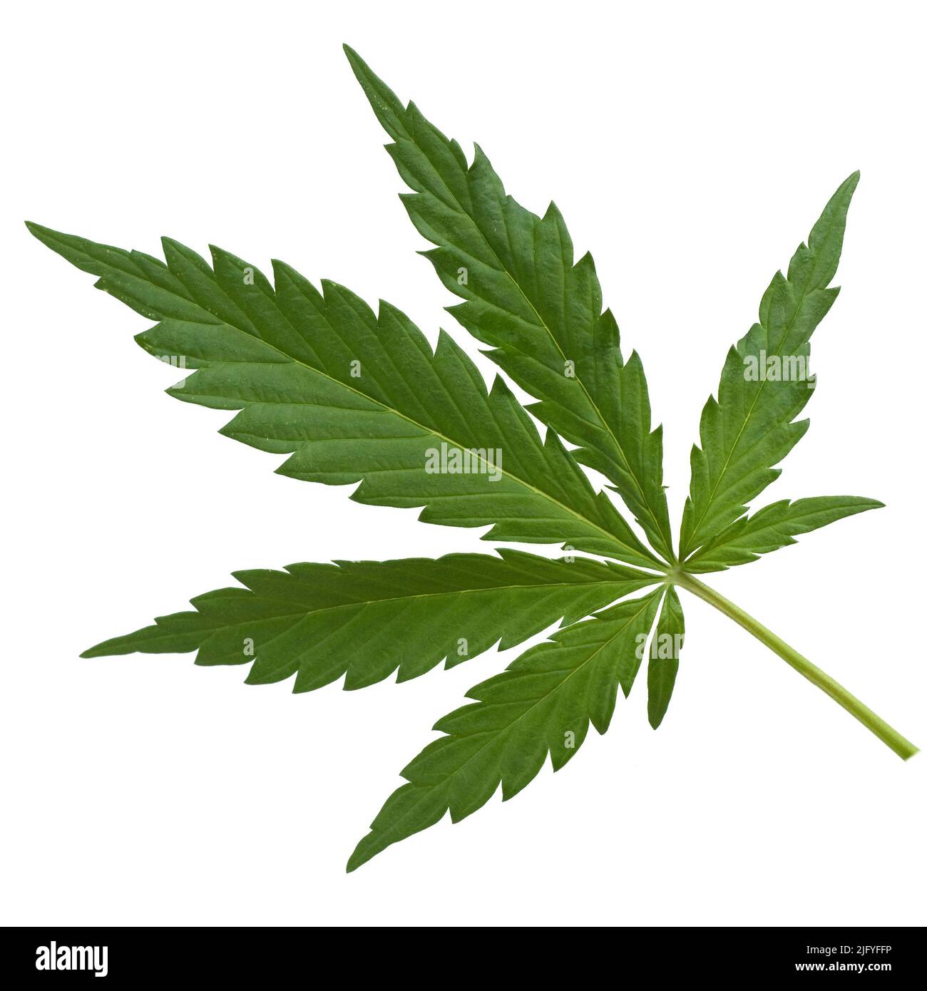 Hanf, cannabis indica ist eine Nutz- und Rauschgiftpflanze die auch in der Medzin eingesetzt wird. Hemp, cannabis indica is a useful and narcotic plan Stock Photo