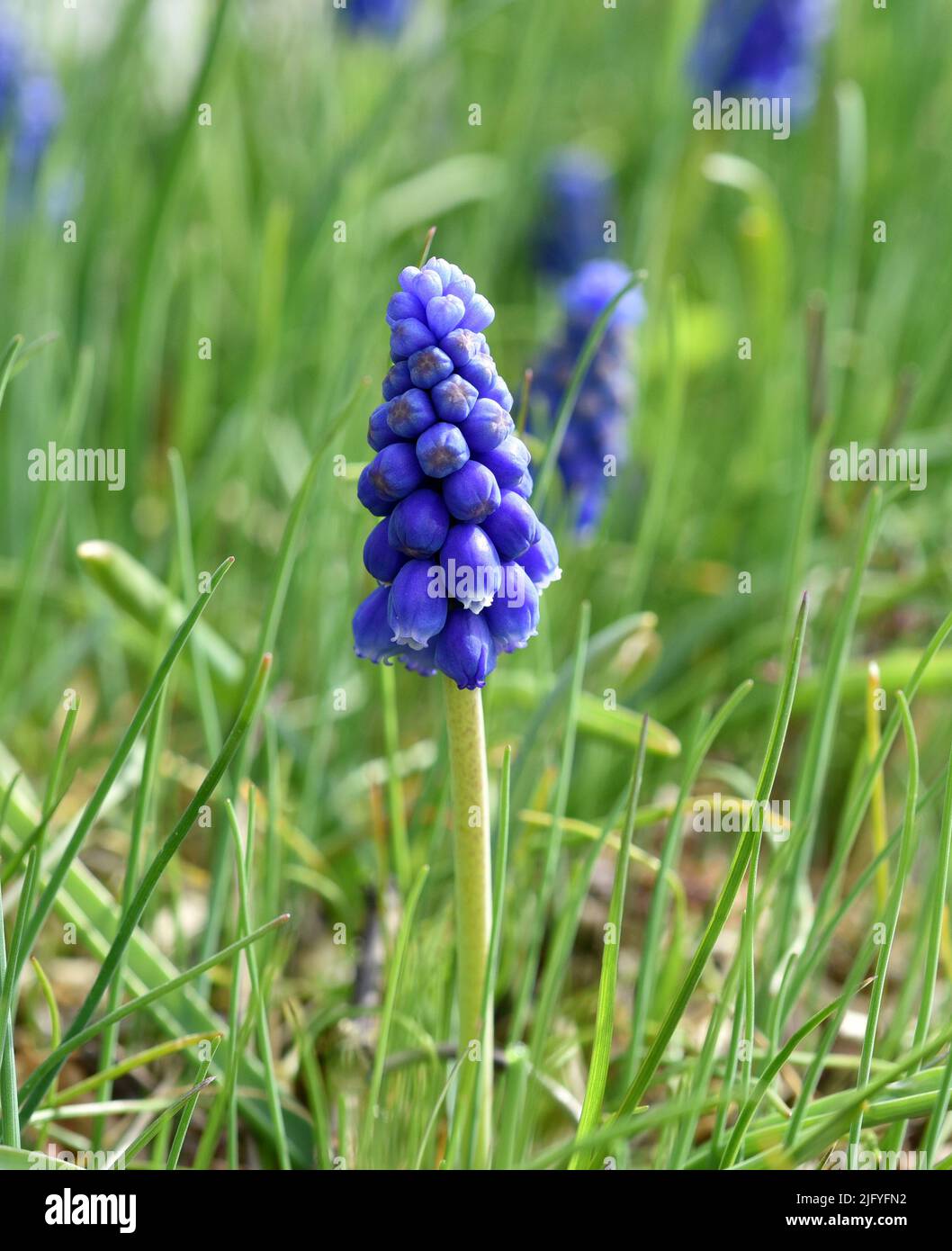 Traubenhyazinthe, Muscari latifolium,  ist eine wild wachsende Blume mit blauen Blueten. Grape hyacinth, Muscari latifolium, is a wild flower with blu Stock Photo