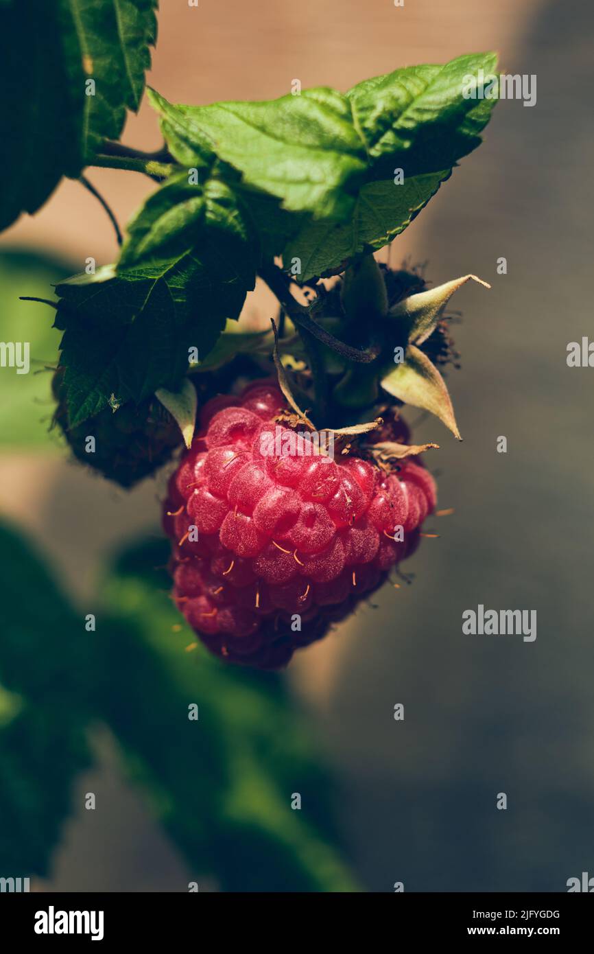 Single Raspberry in sunlight. High quality photo Stock Photo