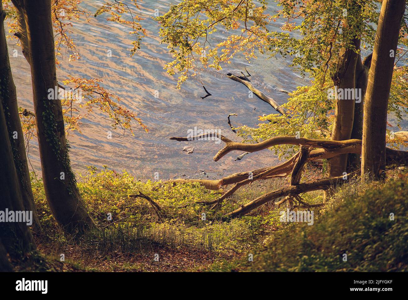 North shore forest hi-res stock photography and images - Alamy