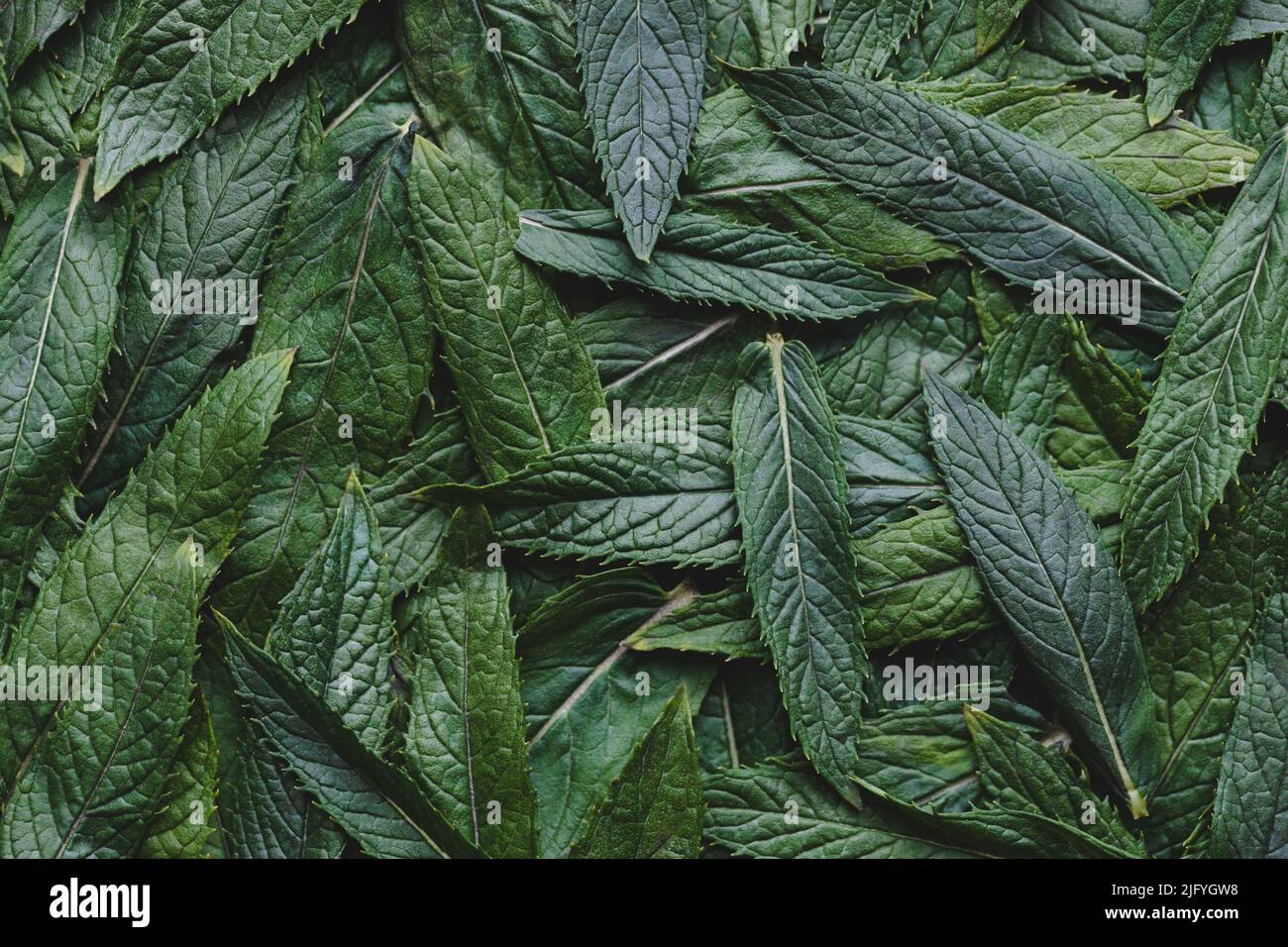 Fresh green leaves of mint top view. Peppermint leaf texture. Stock Photo