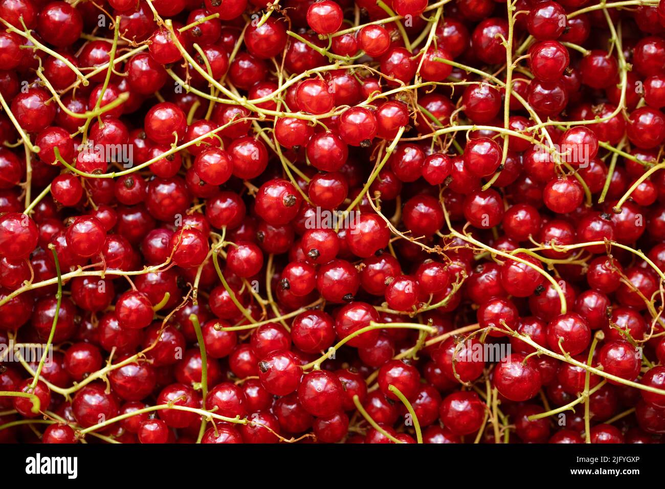 Red currant berries with stalks top view. Background with red berries. Stock Photo