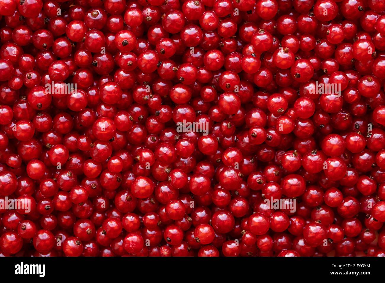 Red currant berries top view. Background with red berries. Stock Photo