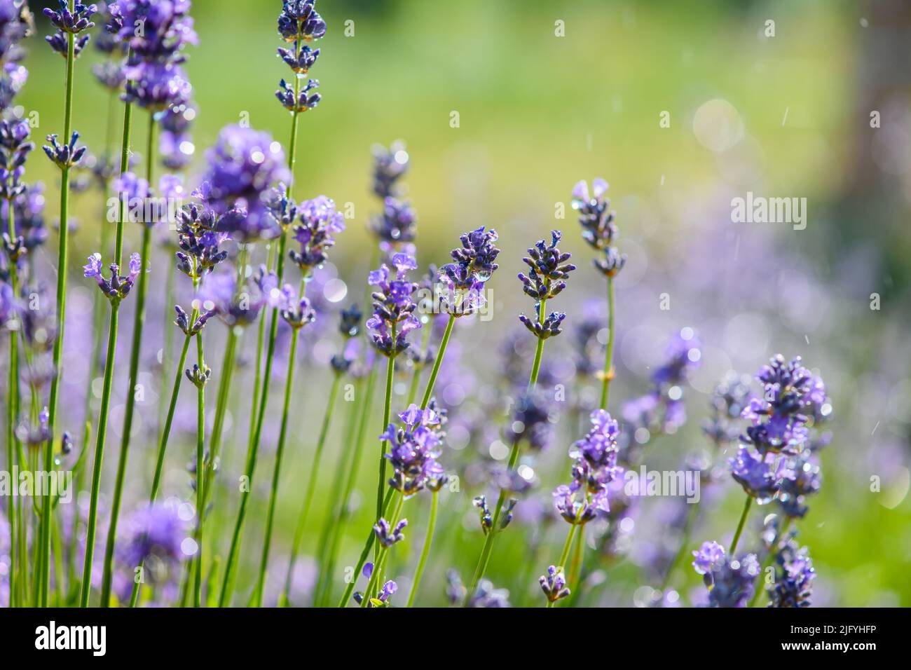 Beautiful lavender flowers with rain drops on a sunny summer day. Close-up  Stock Photo - Alamy, image size:1300x956