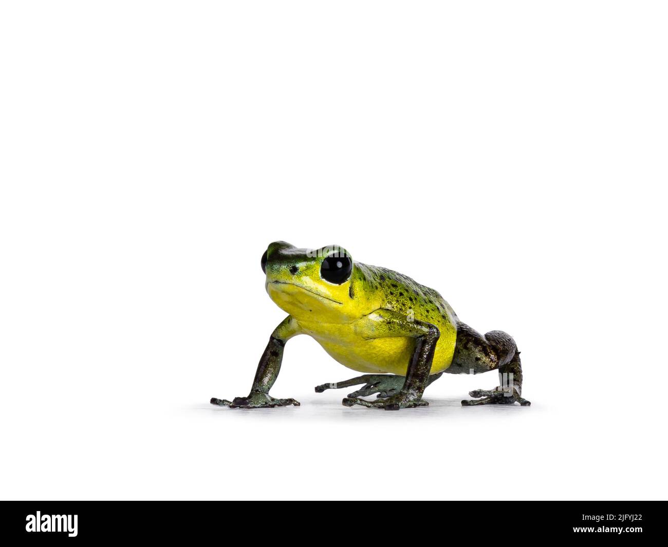Vibrant Oophaga pumilio Punta Laurent frog standing facing front. Isolated on a white background. Stock Photo