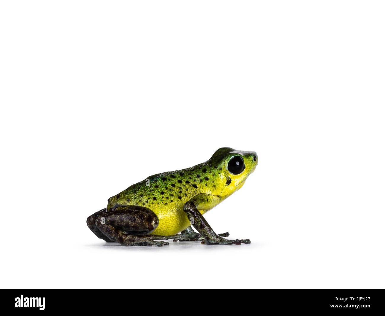 Vibrant Oophaga pumilio Punta Laurent frog standing side ways. Isolated on a white background. Stock Photo