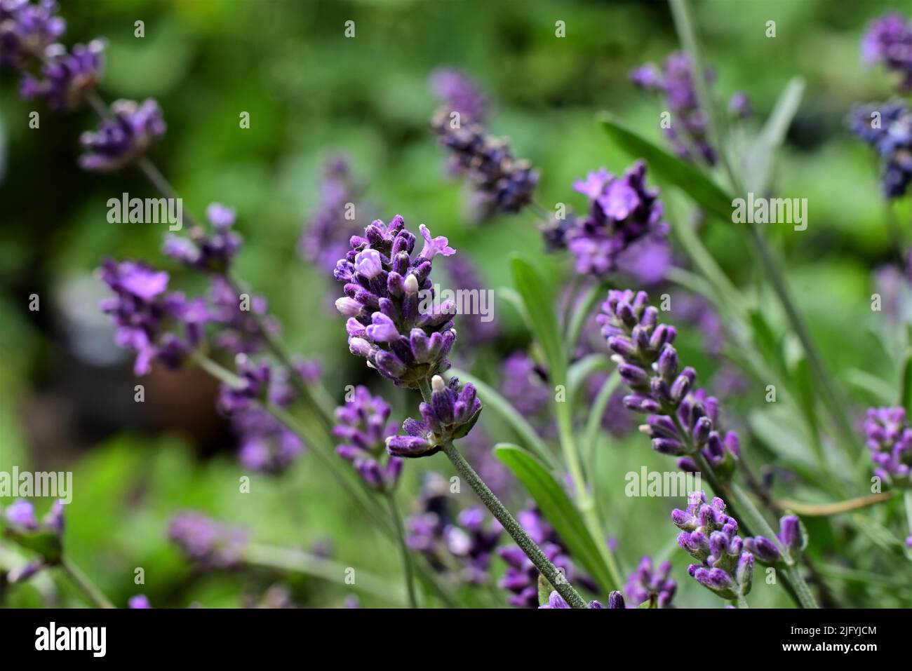 Flowering lavender against a blurred green background Stock Photo
