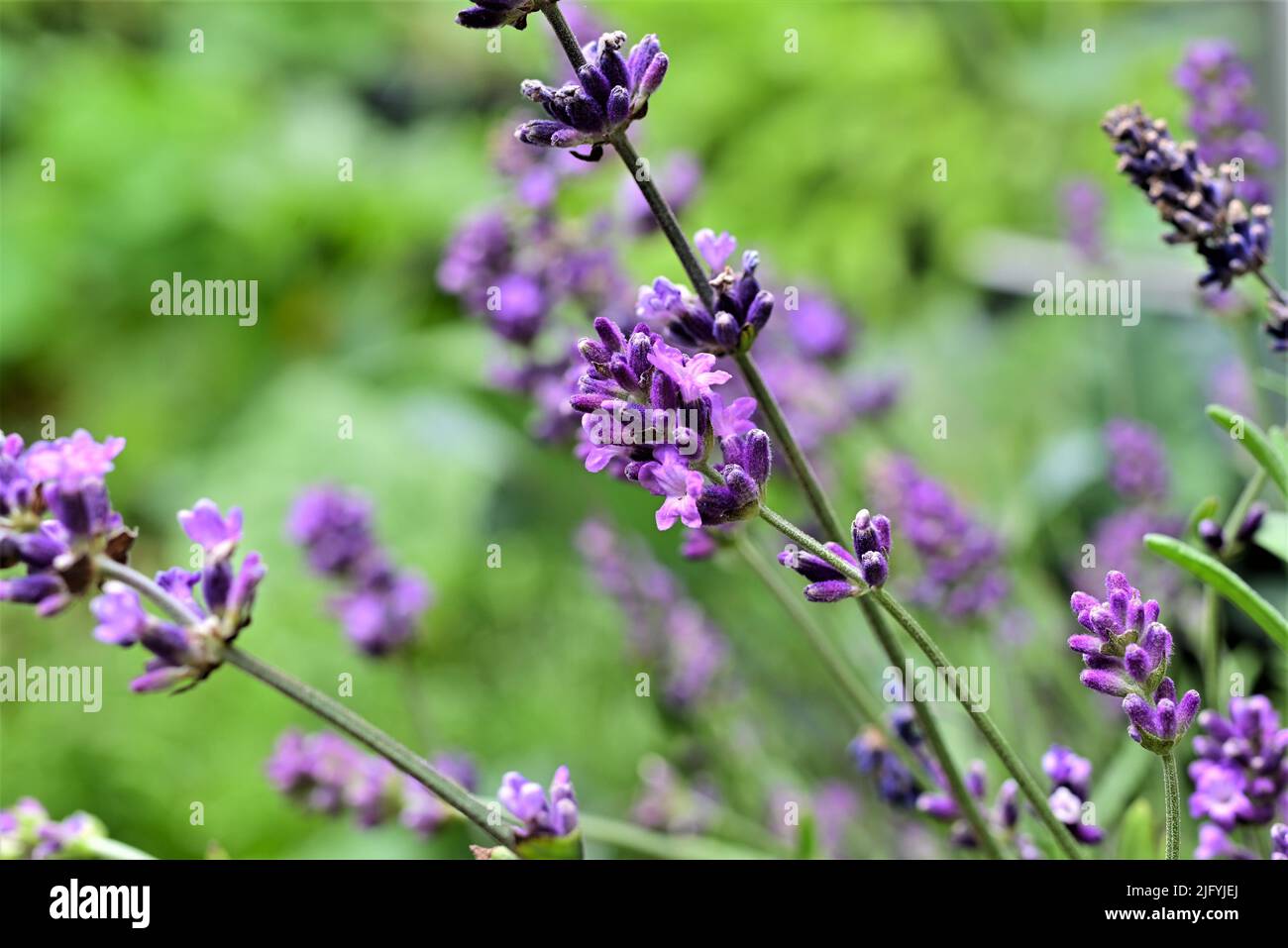 Flowering lavender against a blurred green background Stock Photo