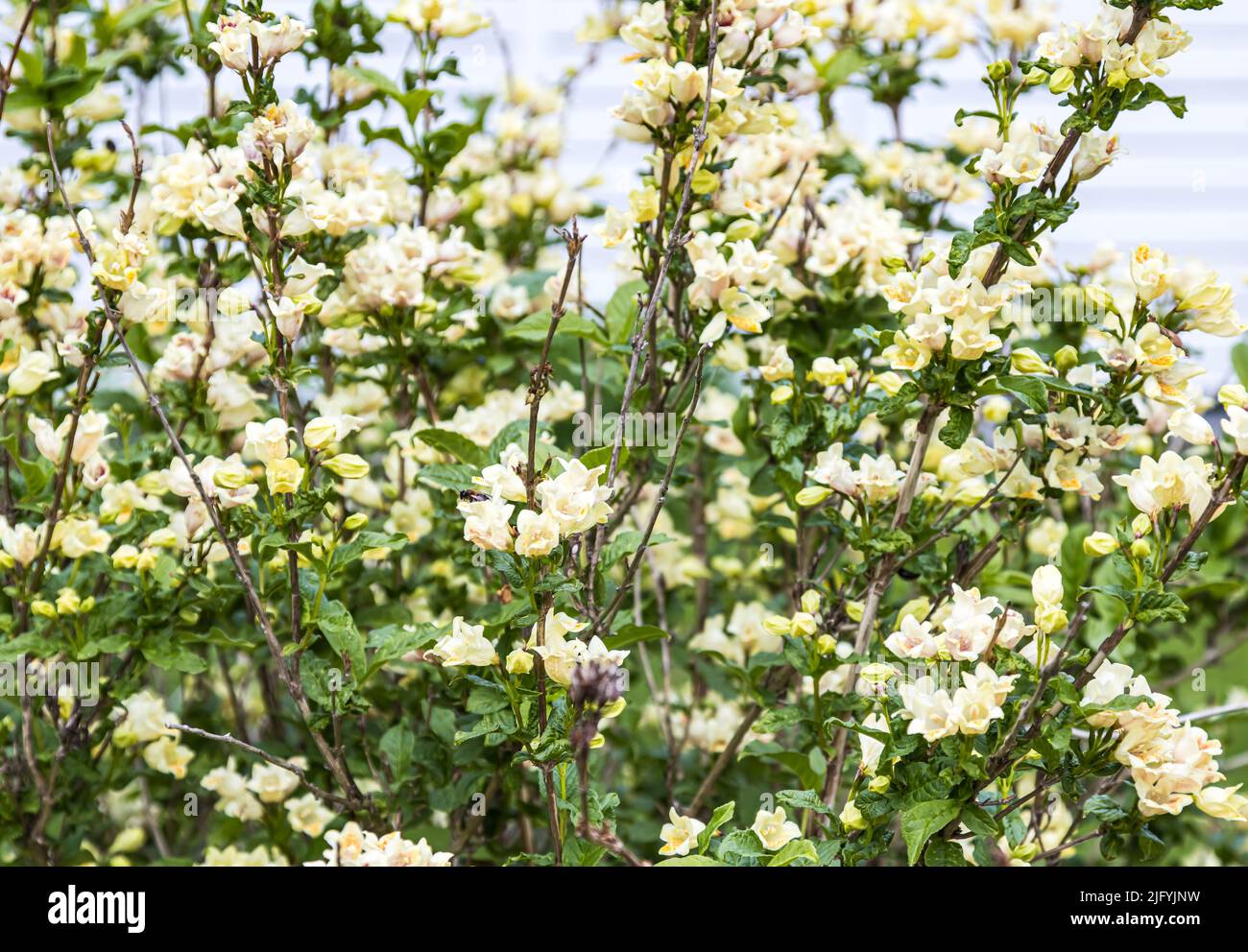 The beautiful yellow and white Jasmine flowers in the garden Stock